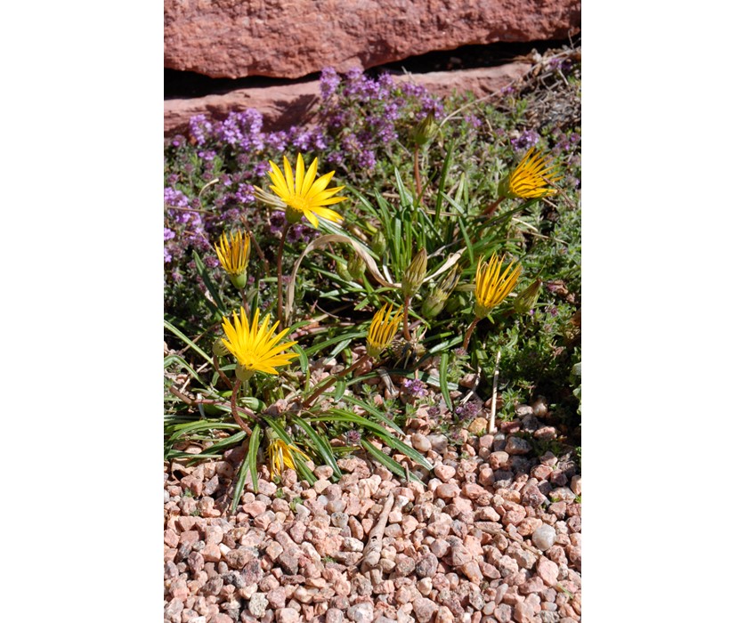 Colorado Gold Gazania